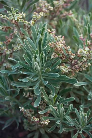 Euphorbia 'Silver Swan' 2L
