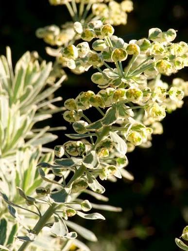 Euphorbia 'Silver Swan' 2L