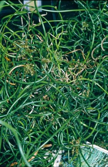 Juncus effusus Spiralis 2Ltr