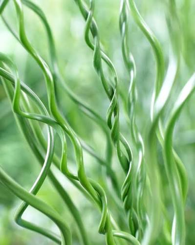 Juncus effusus Spiralis 2Ltr