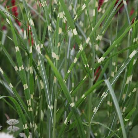 Miscanthus 'Little Zebra' 23cm