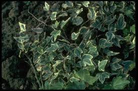 Hedera helix 'Eva' 13cm