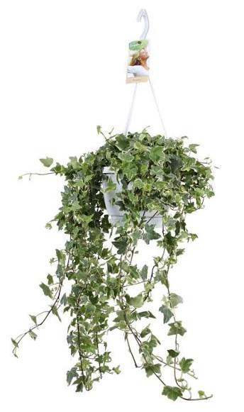 Hedera helix 'Eva' 13cm