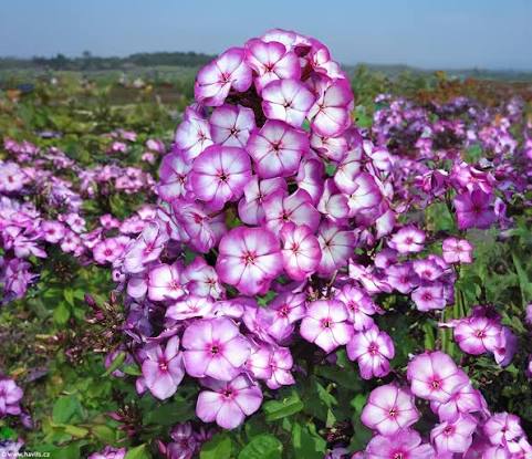Phlox paniculata Purple Bicolour 2Ltr