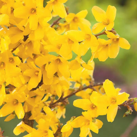 Forsythia x intermedia 'Weekend' 12ltr