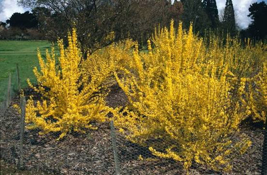 Forsythia x intermedia 'Weekend' 12ltr