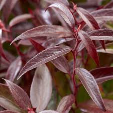 Leucothoe Burning Love
