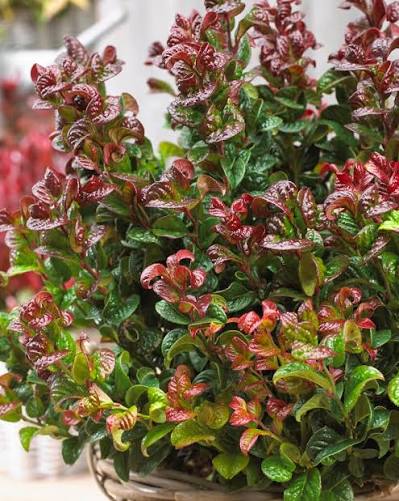 Leucothoe axillaris 'Curly Red' 17cm