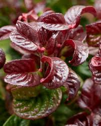Leucothoe axillaris 'Curly Red' 17cm