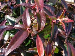Leucothoe Carinella 2L