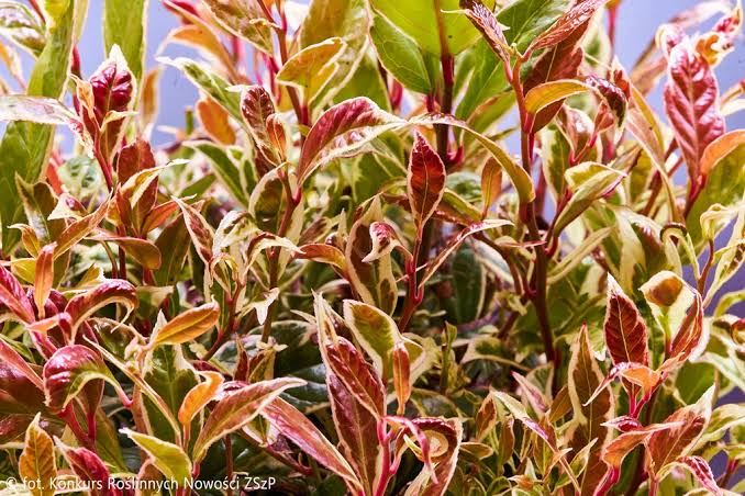 Leucothoe 'Fire Star' 5ltr