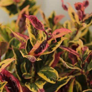Leucothoe 'Fire Star' 5ltr