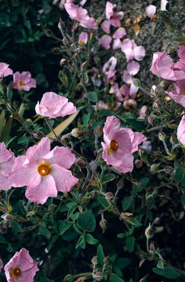 Cistus pulverulentus 'Silver Pink' P15