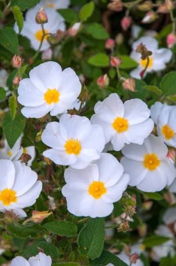 Cistus x corbariensis (x hybridus) 3ltr