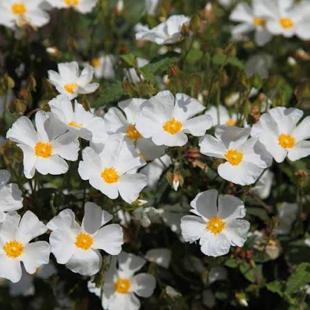 Cistus x corbariensis (x hybridus) 3ltr