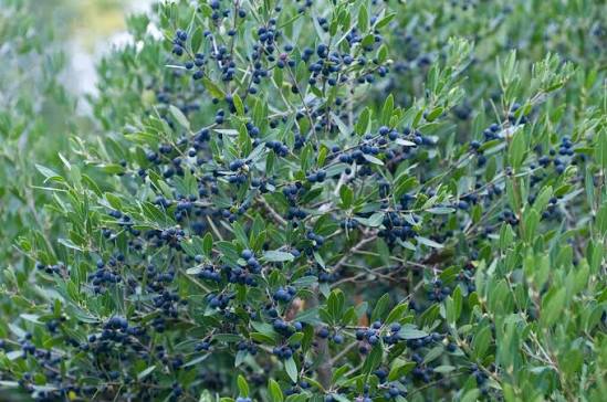 Phillyrea angustifolia 24cm pot