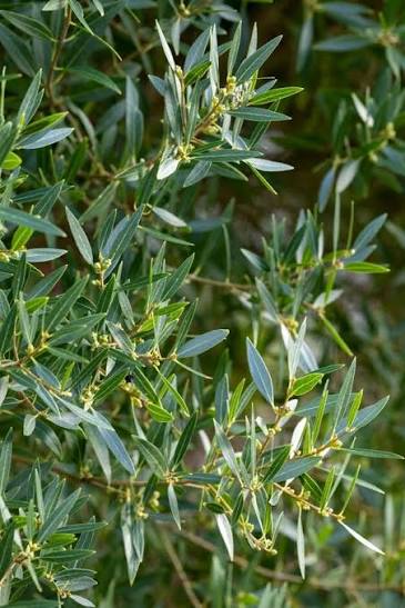 Phillyrea angustifolia 24cm pot