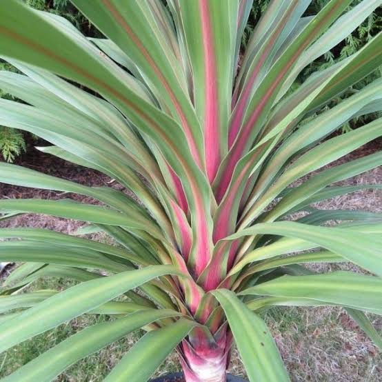 Cordyline australis 'Peko' 5 litre pot