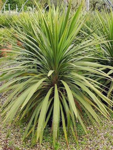 Cordyline australis 'Peko' 5 litre pot