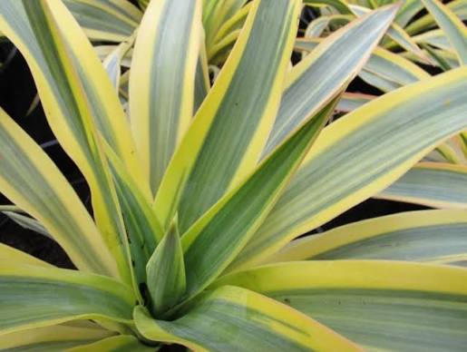 Yucca gloriosa 'Bright Star' 4 litre pot