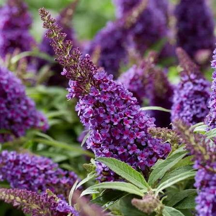 Buddleja Butterfly Candy 'Little Purple' C3