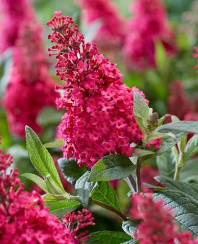 Buddleja Butterfly Candy 'Little Ruby' C3