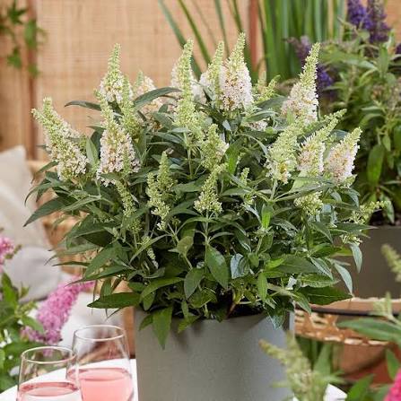 Buddleja Butterfly Candy 'Little White' C3