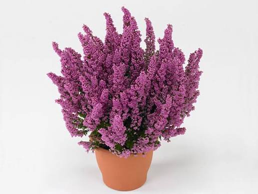 Erica gracilis 'Beauty Queens' 12cm pot