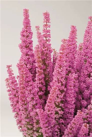 Erica gracilis 'Beauty Queens' 12cm pot