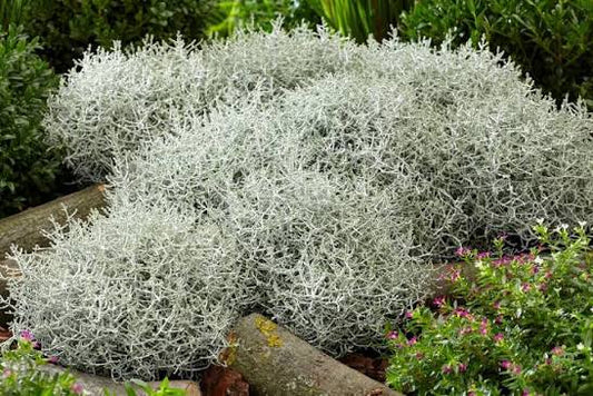 Leucophyta brownii 10.5cm