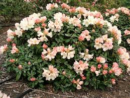 Rhododendron Dusty Miller 13cm pot