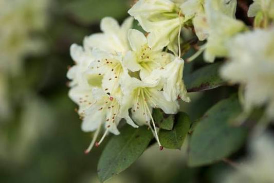 Rhododendron 'Shamrock' 15cm pot