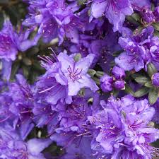 Rhododendron impeditum 13cm pot