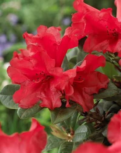 Rhododendron Scarlet Wonder 13cm pot