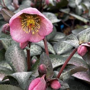 Helleborus Frostkiss Pippa's Purple 2L