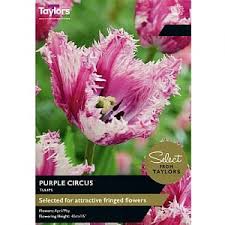 Tulip 'Purple Circus' 7 bulbs
