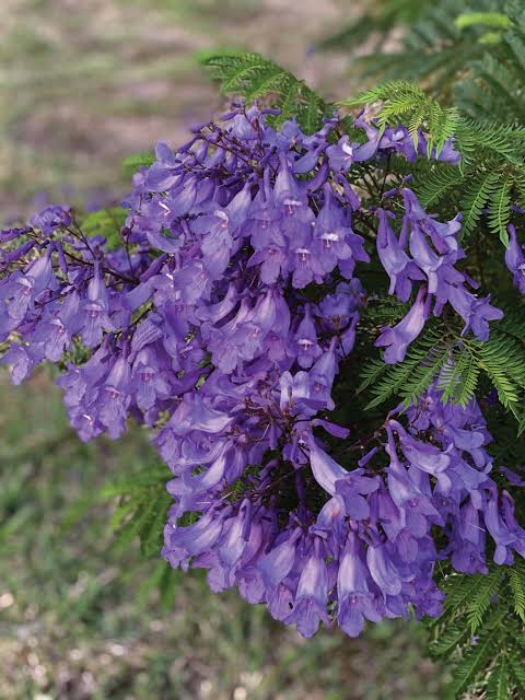 Jacaranda mimosifolia 'Bonsai Blue'  Terracotta coloured 10 ltr pot