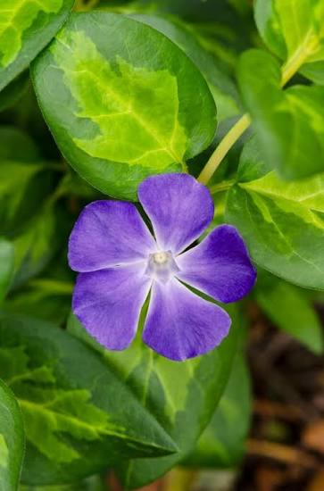 Vinca major 'Maculata' 2ltr