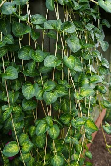 Vinca major 'Maculata' 2ltr