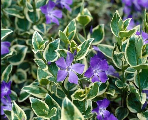 Vinca major 'Variegata' 2ltr