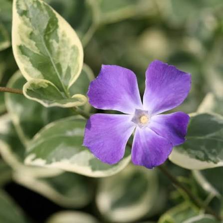 Vinca major 'Variegata' 2ltr