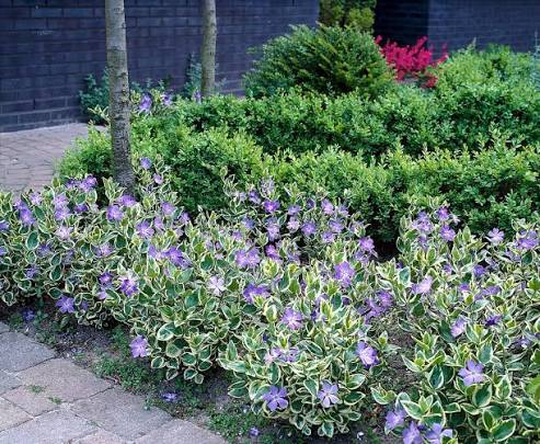 Vinca major 'Variegata' 2ltr