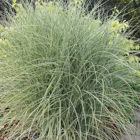 Miscanthus sinensis 'Morning Light' 4Ltr