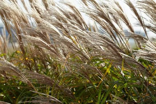 Miscanthus sinensis 'Yaku Jima' 4 ltr pot