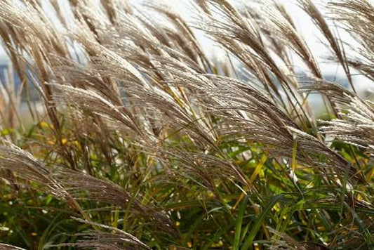 Miscanthus sinensis 'Yaku Jima' 4 ltr pot