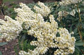 Pieris japonica 'Debutante' 3ltr