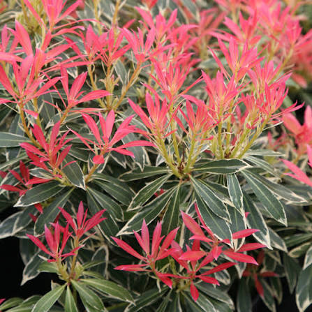 Pieris japonica 'Flaming Silver' 3ltr