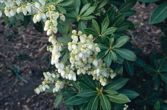 Pieris japonica Sarabande 3ltr