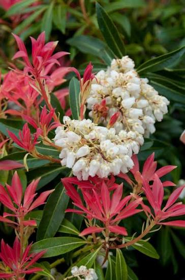 Pieris Japonica 'Forest Flame' 3L