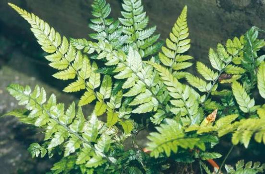 Polystichum tsussimense 13cm